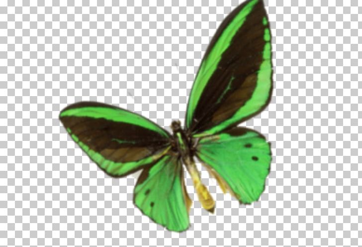 Nymphalidae Butterfly Cartoon PNG, Clipart, Arthropod, Brush Footed Butterfly, Butterflies, Butterfly, Butterfly Group Free PNG Download