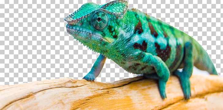 Chameleons Iguanas Matcraft Fauna Terrestrial Animal PNG, Clipart, Chameleon, Chameleons, Fauna, Iguania, Lizard Free PNG Download