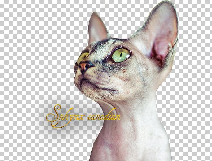 Sphynx Cat Devon Rex Donskoy Peterbald Ukrainian Levkoy PNG, Clipart, Animals, Asian, Burmese, Burmese Cat, Carnivoran Free PNG Download