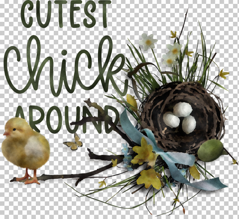 Happy Easter Easter Day Cutest Chick Around PNG, Clipart, Bald Eagle, Beak, Bird Food, Bird Nest, Birds Free PNG Download