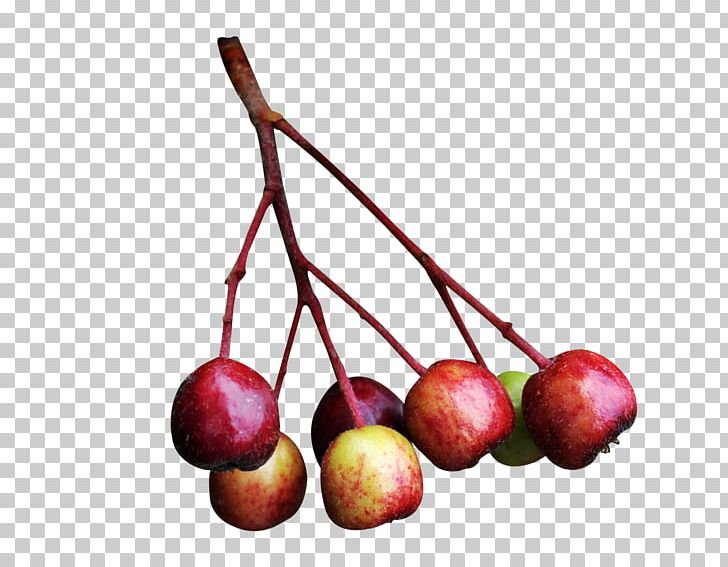 Apple PNG, Clipart, Apple, Cherry, Food, Fruit, Fruit Nut Free PNG Download