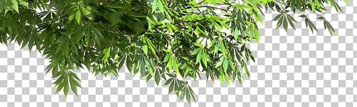 Asian Palmyra Palm Flora Vegetation Oil Palms Ohio Buckeye PNG, Clipart, Arecales, Asian Palmyra Palm, Bamboo, Borassus, Borassus Flabellifer Free PNG Download