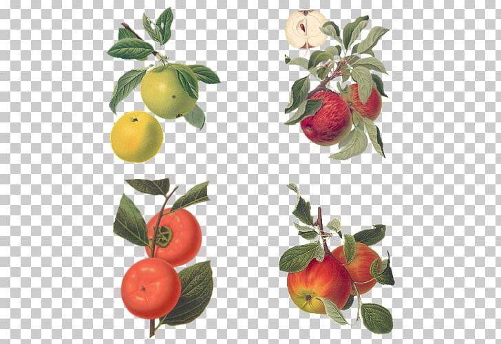 Barbados Cherry Botany Botanical Illustration Drawing Apple PNG, Clipart, Acerola, Acerola Family, Apple, Barbados Cherry, Botanical Illustration Free PNG Download