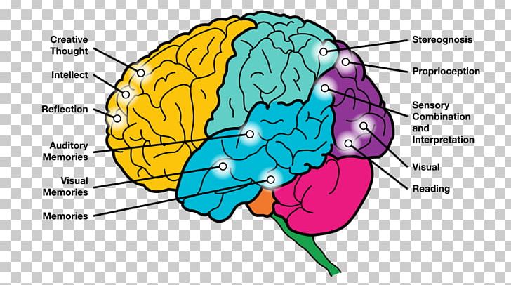 Brain Human Behavior Organism Neurology PNG, Clipart, Area, Behavior, Brain, Diagram, Homo Sapiens Free PNG Download