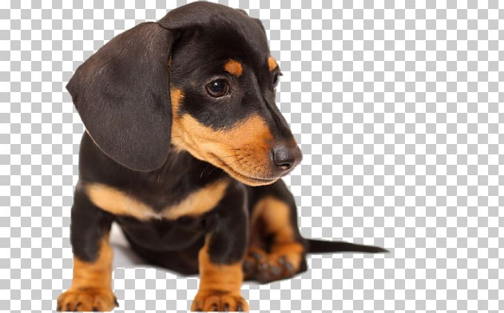 Dachshund Black And Tan Coonhound Puppy English Toy Terrier Chow Chow PNG, Clipart, Animal, Animals, Austrian Black And Tan Hound, Black Tan, Breed Free PNG Download