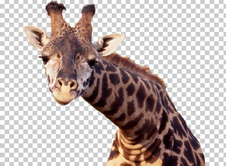 Northern Giraffe Zoo PNG, Clipart, Animals, Brown, Copying, Deer Head, Digital Image Free PNG Download