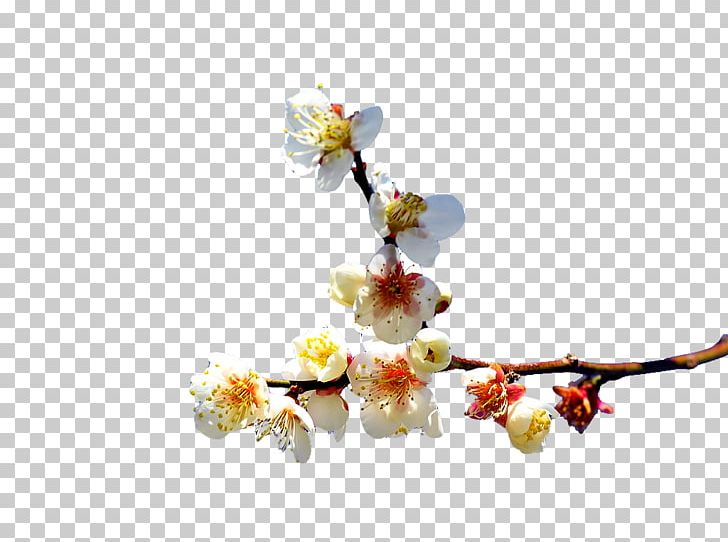 Png Material Chinese Style Branch PNG, Clipart, Bloom, Blossom, Branch, Cherry Blossom, Chinese Free PNG Download