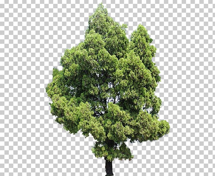 Tree Evergreen Ash Shrub PNG, Clipart, Ash, Biome, Depositphotos, Evergreen, Garden Free PNG Download