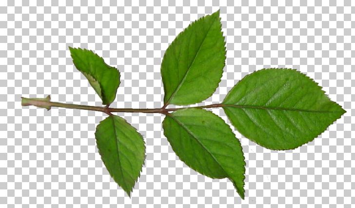 Twig Plant Stem Leaf PNG, Clipart, Branch, Leaf, Plant, Plant Stem, Tree Free PNG Download
