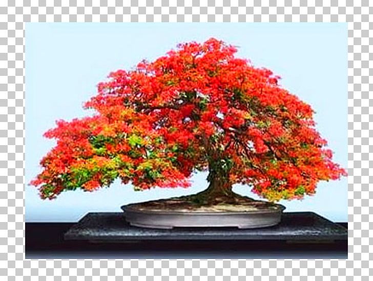 National Bonsai Foundation Indoor Bonsai Seed Tree PNG, Clipart, Afrocarpus Falcatus, Bonsai, Bonsai Styles, Cutting, Garden Free PNG Download