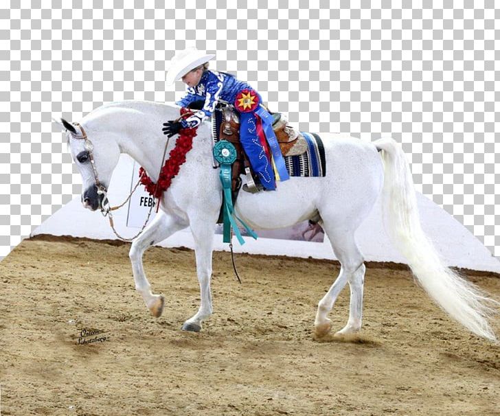 Scottsdale Arabian Horse Show Mustang Stallion Mare PNG, Clipart, Arabian Horse, Arabian Horse Times, Bridle, Equestrian, Equestrian Sport Free PNG Download