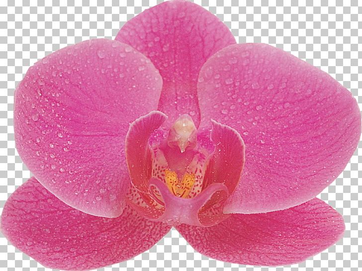 Orchids Phalaenopsis Aphrodite Flower Photography PNG, Clipart, Black And White, Flower, Flowering Plant, Lilac, Magenta Free PNG Download