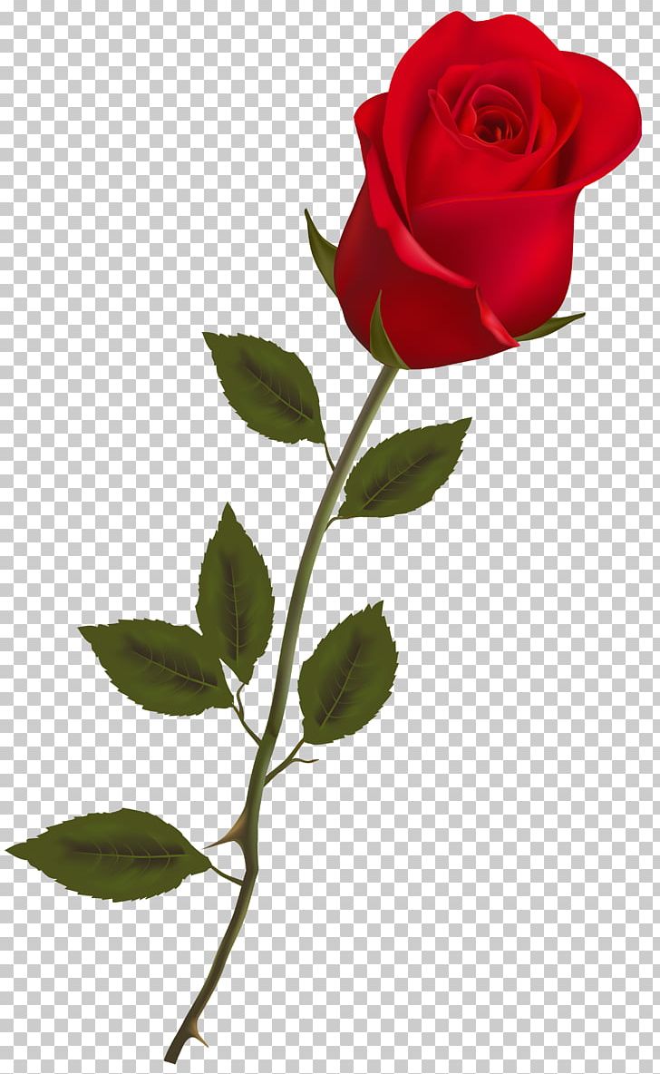 Rose Red PNG, Clipart, Branch, Encapsulated Postscript, Flora, Floral Design, Flower Free PNG Download