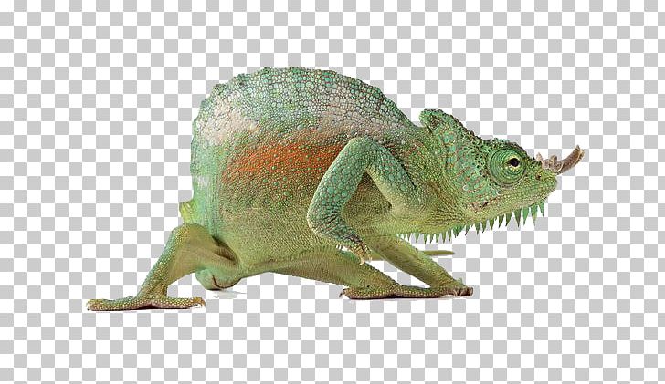 Lizard Reptile Chameleons PNG, Clipart, 3d Animation, Animal, Animation, Anime Character, Anime Eyes Free PNG Download