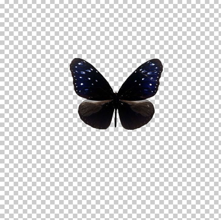 Scalable Graphics Icon PNG, Clipart, Animals, Beauty, Butterflies, Butterfly, Butterfly Group Free PNG Download