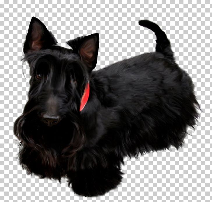Scottish Terrier Miniature Schnauzer Poodle Black Russian Terrier Labrador Retriever PNG, Clipart, Animals, Cairn Terrier, Carnivoran, Dog, Dog Breed Free PNG Download