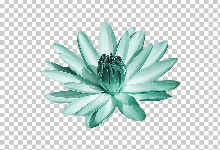 Green Turquoise PNG, Clipart, Aime, Animaux, Aqua, Fleur, Flower Free PNG Download