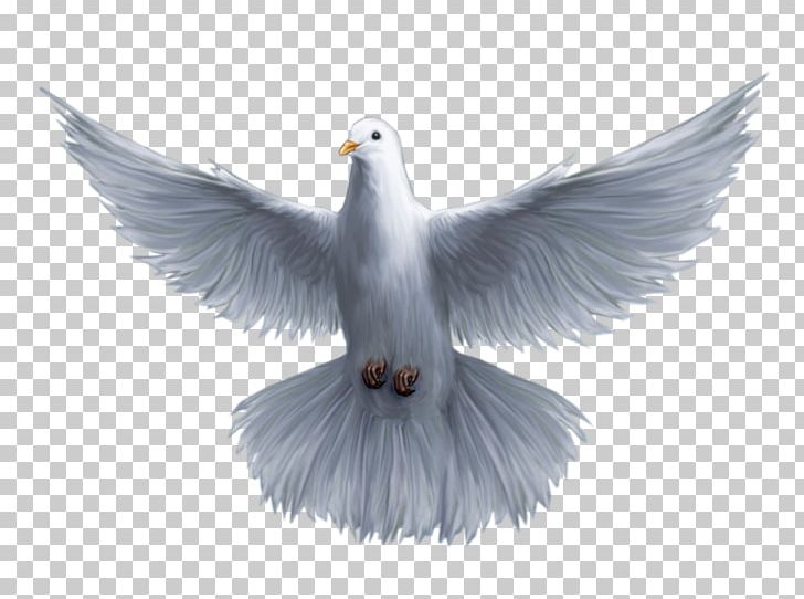 Holy Spirit God Saint Trinity PNG, Clipart, Beak, Bird, Blessing, Charadriiformes, Charismatic Movement Free PNG Download