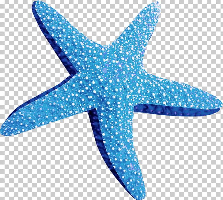 Marine Animals Starfish PNG, Clipart, Adobe Illustrator, Android, Animals, Aqua, Beau Free PNG Download