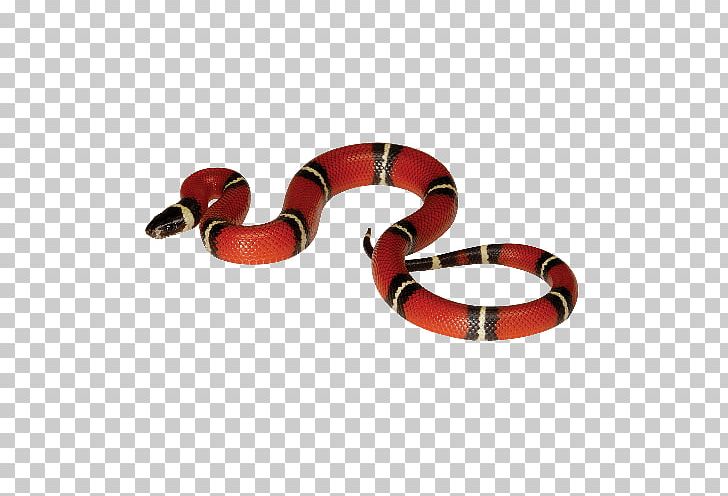 Reptile Corn Snake Coral Snake Sinaloan Milk Snake PNG, Clipart, Animals, Body Jewelry, Coral Snake, Corn Snake, Hognose Free PNG Download