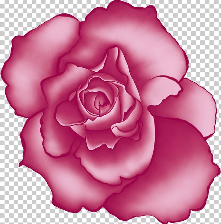 Beach Rose Centifolia Roses Flower Garden Roses PNG, Clipart, Beach Rose, Carnation, Centifolia Roses, Cut Flowers, Floribunda Free PNG Download