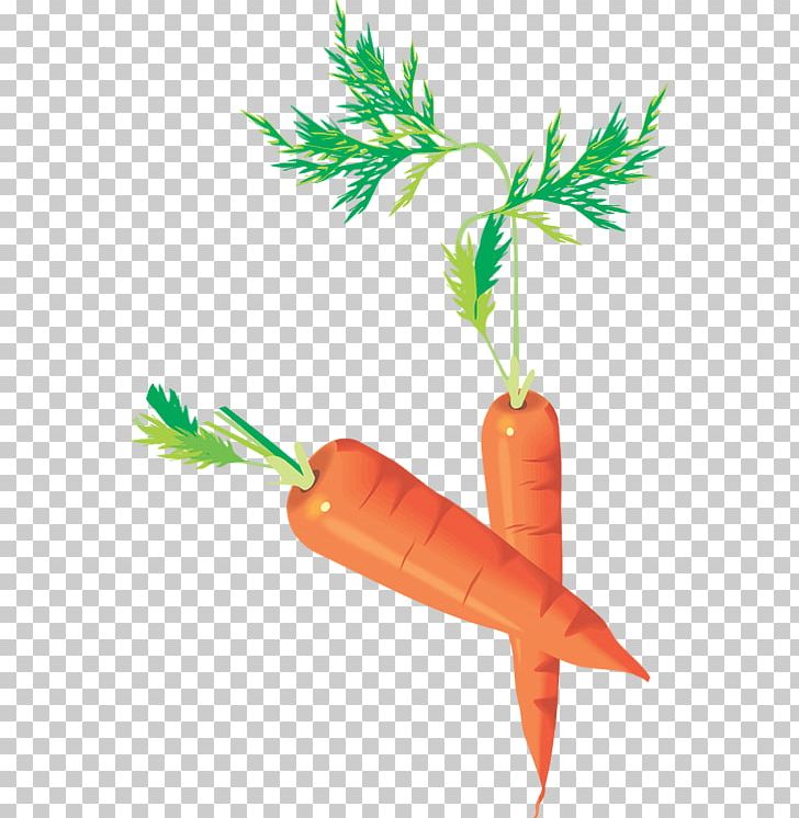Carrot Vegetable Centerblog PNG, Clipart, 2017, Blog, Carrot, Centerblog, Cooking Free PNG Download