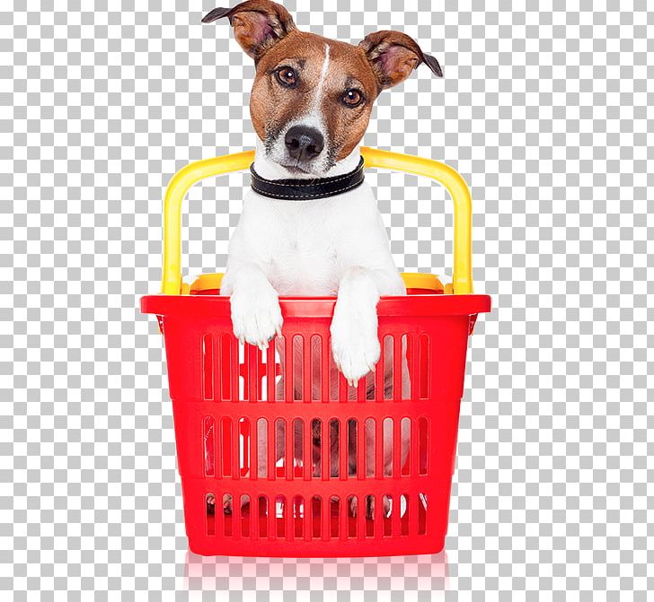 Dog Stock Photography Stock.xchng PNG, Clipart, Animals, Basket, Companion Dog, Dog, Dog Breed Free PNG Download