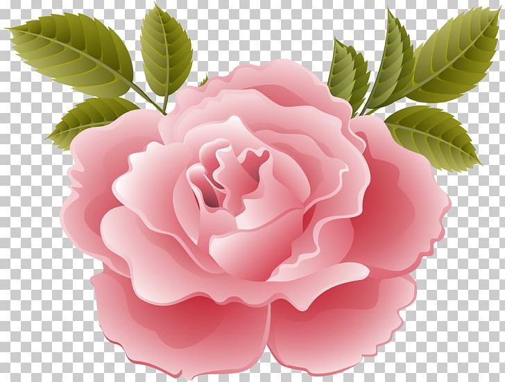 NTT DoCoMo Garden Roses KDDI LTE Centifolia Roses PNG, Clipart, Camellia, Camellia Sasanqua, Centifolia Roses, China Rose, Clipart Free PNG Download
