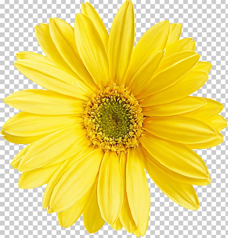 Paper Flower Painting PNG, Clipart, Annual Plant, Daisy Family, Desktop Wallpaper, Flower, Flowers Free PNG Download