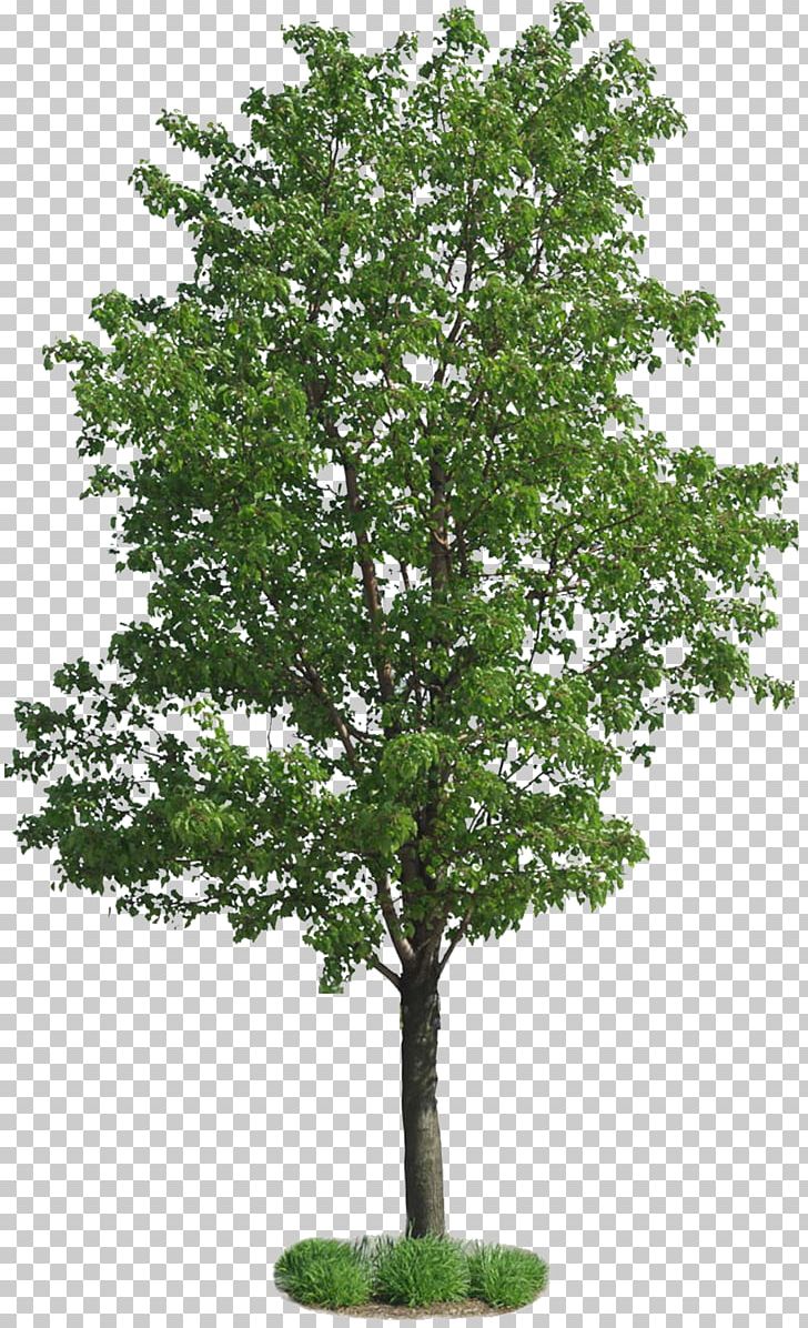 Populus Nigra Tree European Aspen Plant PNG, Clipart, Branch, Cottonwood, European Aspen, Green Tree, Leaf Free PNG Download
