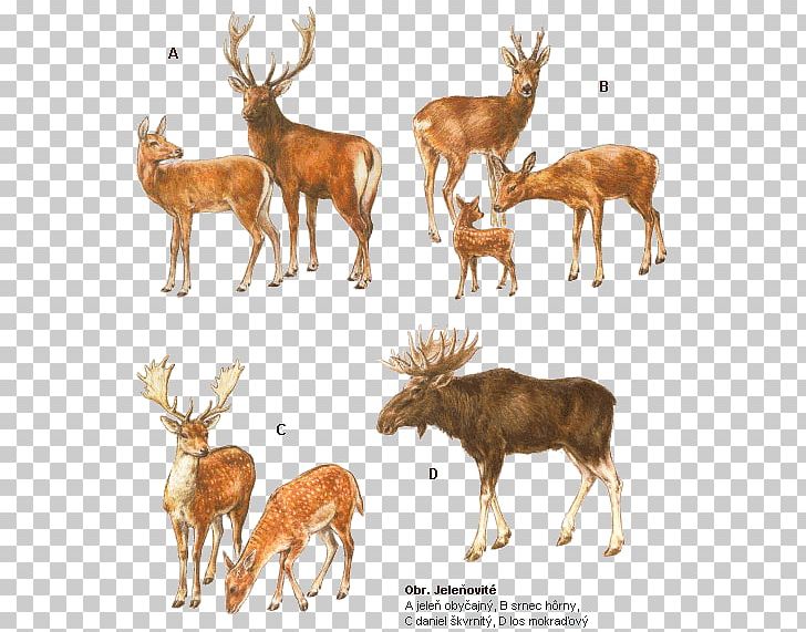 White-tailed Deer Elk Reindeer Musk Deers PNG, Clipart, Animal, Antler, Cartoon, Chevrolet Impala, Dama Free PNG Download