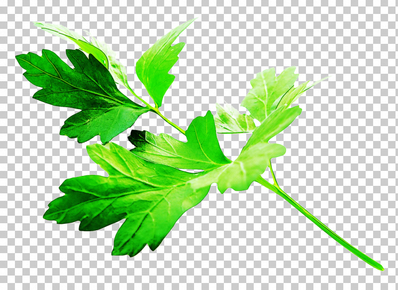 Parsley PNG, Clipart, Culantro, Flower, Green, Herb, Herbal Free PNG Download