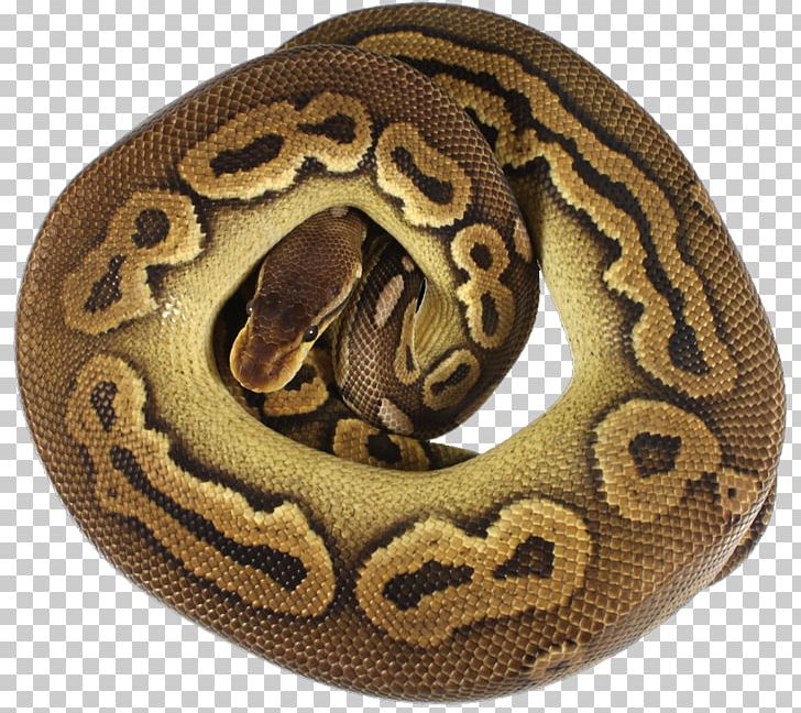 Boa Constrictor PNG, Clipart, Ball Python, Boa Constrictor, Boas, Reptile, Scaled Reptile Free PNG Download