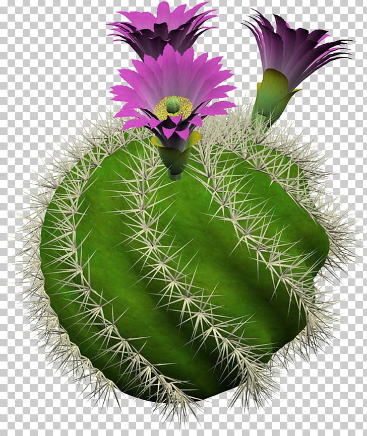 Cactus Culture For Amateurs Cactaceae Strawberry Hedgehog Cactus Succulent Plant PNG, Clipart, Artikel, Cactus, Caryophyllales, Description, Family Free PNG Download