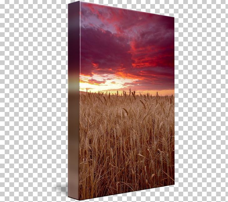 Camas Wheat Prairie Sky Grain PNG, Clipart, Camas, Cloud, Commodity, Crop, Ecoregion Free PNG Download