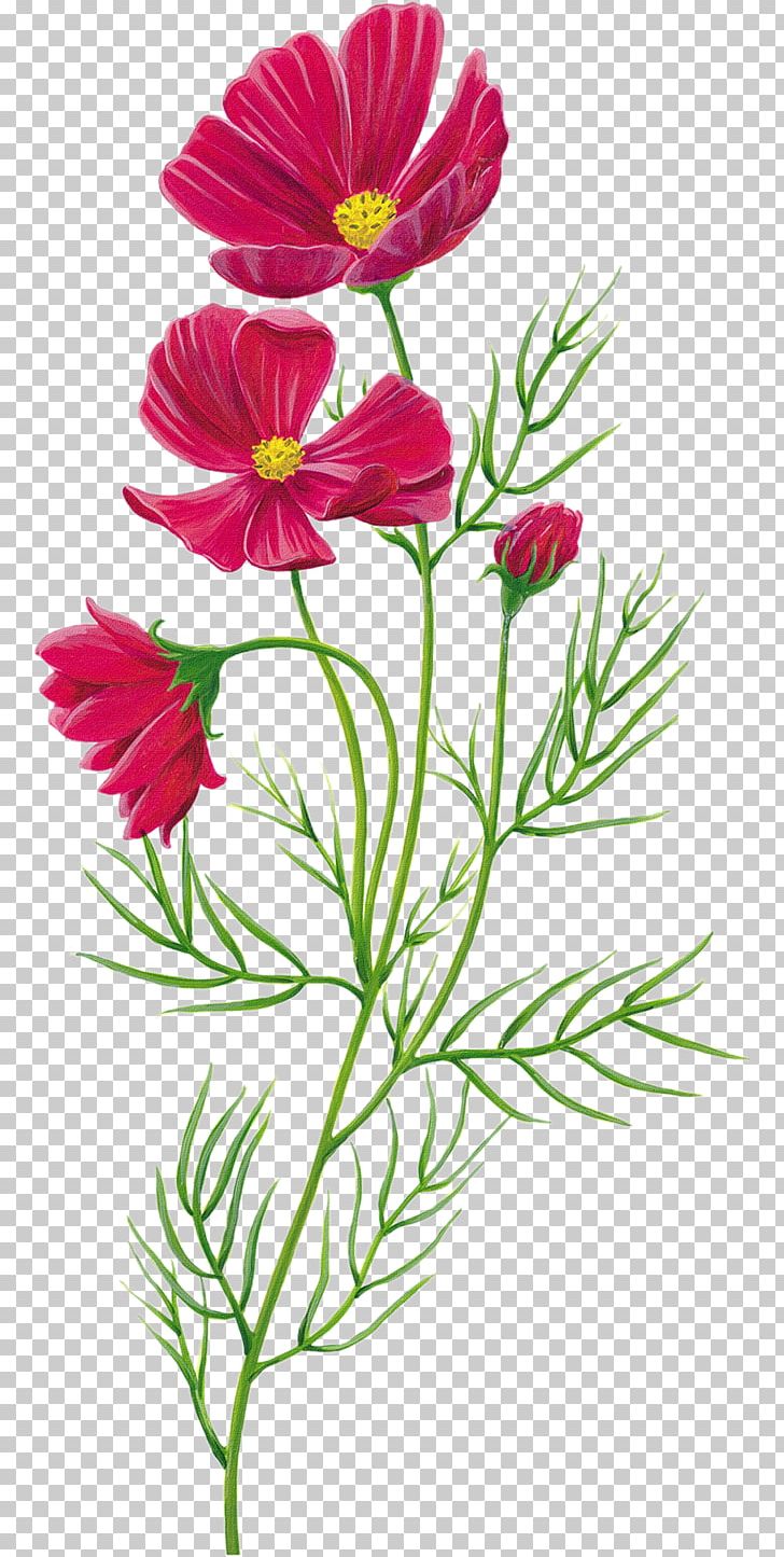 Flower PNG, Clipart, Animation, Annual Plant, Daisy Family, Flower, Flower Arranging Free PNG Download