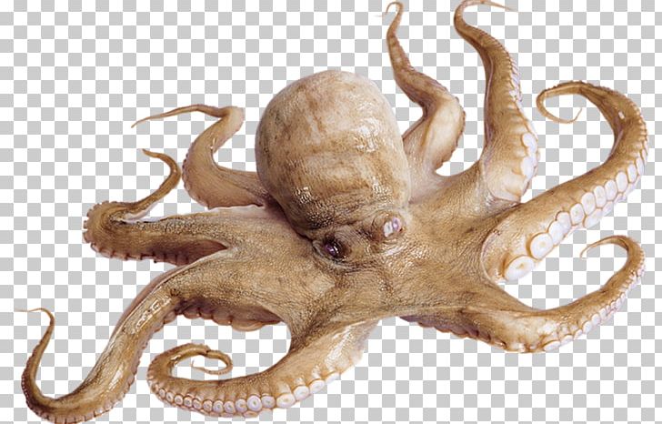 Octopus Squid Loliginidae Cuttlefish Seafood PNG, Clipart, Bigfin Reef Squid, Cephalopod, Eating, Fishing Industry, Giant Tiger Prawn Free PNG Download