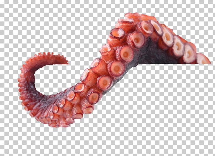 Octopus Tentacle Argonaut Science PNG, Clipart, Argonaut, Cephalopod, Cerebrum, Fact, Giant Pacific Octopus Free PNG Download