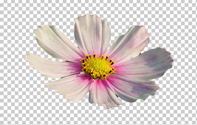 Garden Cosmos Aster Chrysanthemum Cut Flowers Petal PNG, Clipart, Aster, Biology, Chrysanthemum, Cosmos, Cut Flowers Free PNG Download