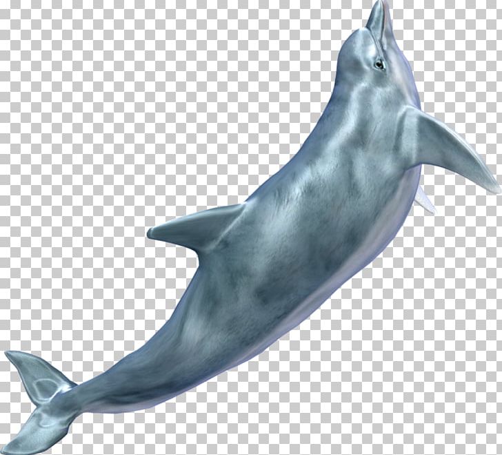 Dolphin PNG, Clipart, Animals, Archive File, Common Bottlenose Dolphin, Display Resolution, Dolphin Free PNG Download