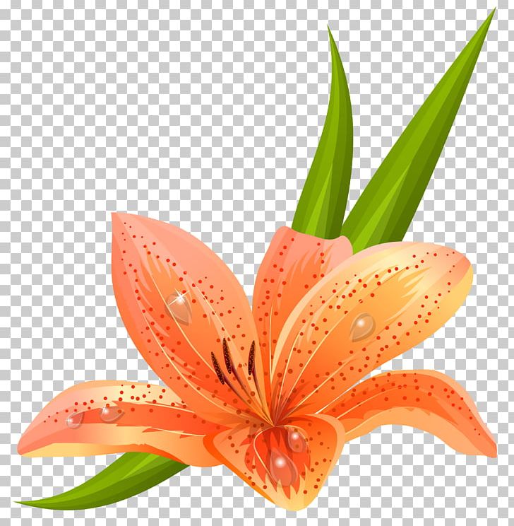 Lilium Flower Euclidean PNG, Clipart, Amaryllis Belladonna, Arumlily, Clipart, Clip Art, Euclidean Vector Free PNG Download