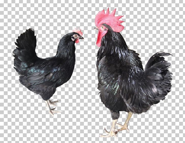 Lohmann Brown ISA Brown Rooster Hot Chicken Egg PNG, Clipart, Background Green, Beak, Bird, Chicken, Chicken Egg Free PNG Download