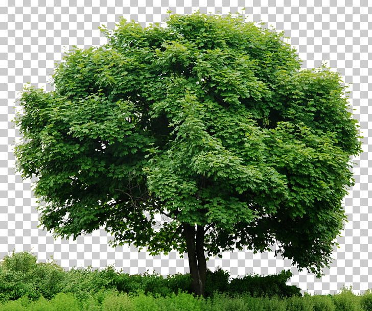 Look At Trees PNG, Clipart, Biome, Branch, Clip Art, Computer Icons, Desktop Wallpaper Free PNG Download
