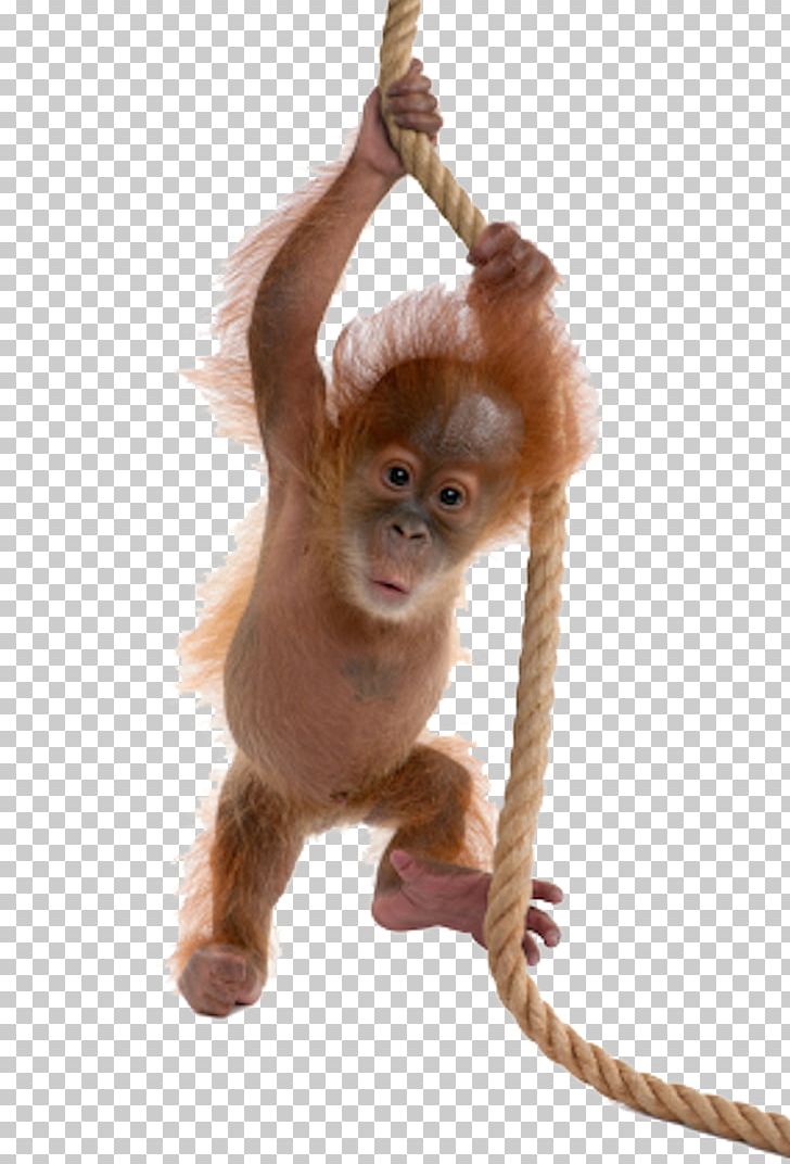 Sumatran Orangutan Bornean Orangutan Ape Monkey PNG, Clipart, Animals, Babies, Baby, Baby Animals, Baby Announcement Card Free PNG Download