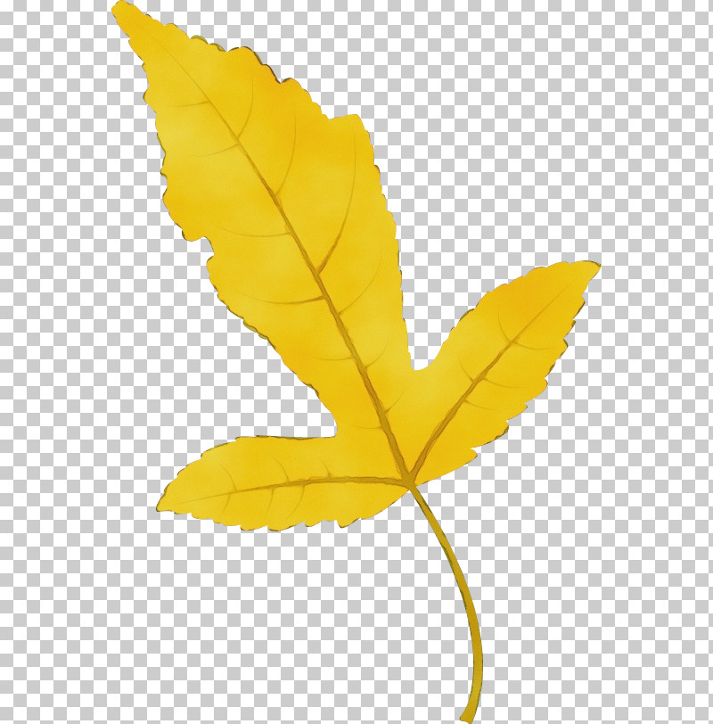 Plant Stem Leaf Flower Petal Maple Leaf / M PNG, Clipart, Biology, Flower, Leaf, Maple Leaf M, Paint Free PNG Download