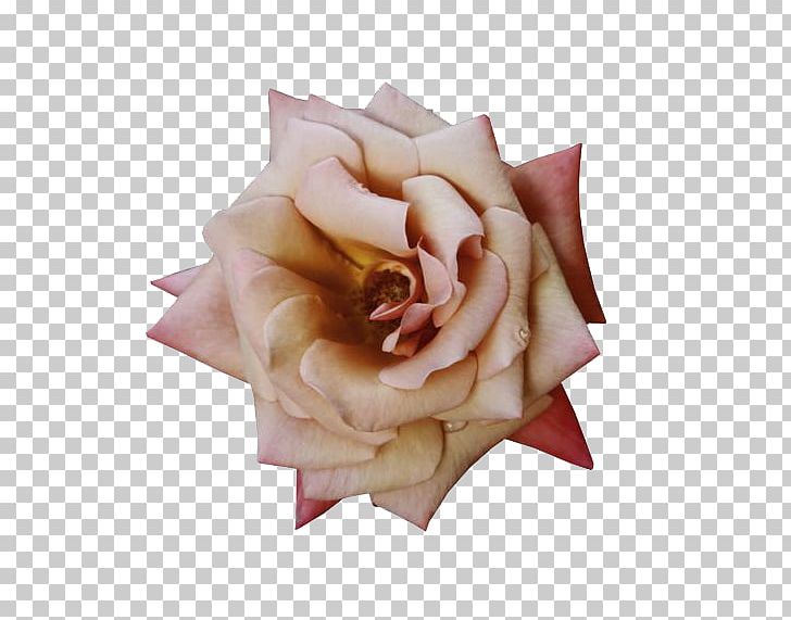 Rosa Chinensis Centifolia Roses Flower PNG, Clipart, Color, Creative Artwork, Creative Background, Creative Graphics, Creative Logo Design Free PNG Download