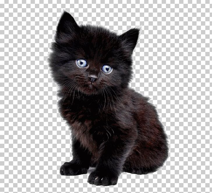 A Snowflake In My Hand Kitten Day At The Beach Veterinarian Siamese Cat PNG, Clipart, Asian Semi Longhair, Black Cat, Bombay, Book, British Semi Longhair Free PNG Download