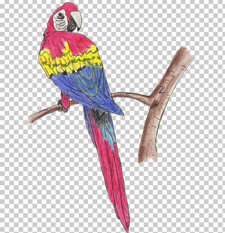 Bird Macaw Parakeet Feather Beak PNG, Clipart, Beak, Bird, Bird Supply, Common Pet Parakeet, Email Free PNG Download