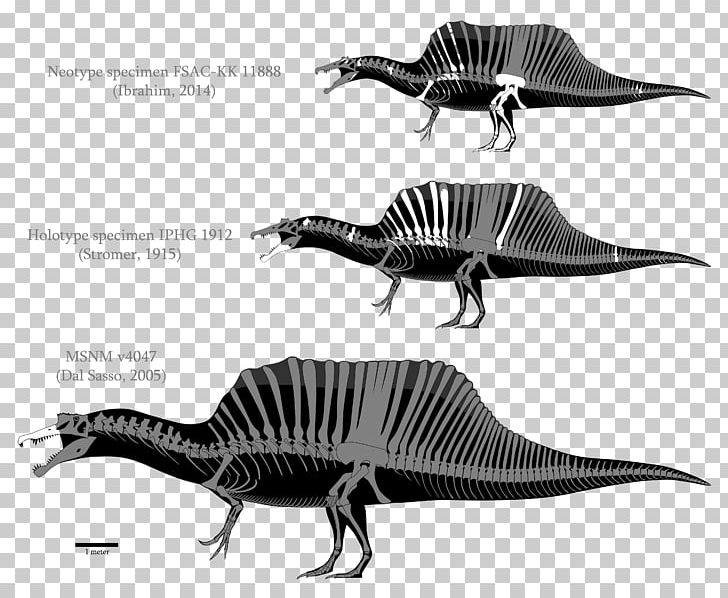 Spinosaurus Tyrannosaurus Baryonyx Irritator Compsognathus PNG, Clipart, Allosaurus, Baryonyx, Black And White, Compsognathus, Dinosaur Free PNG Download