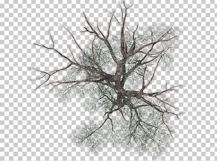 Tree Plant Twig PNG, Clipart, Black And White, Black Locust, Branch, Computer Software, Information Free PNG Download
